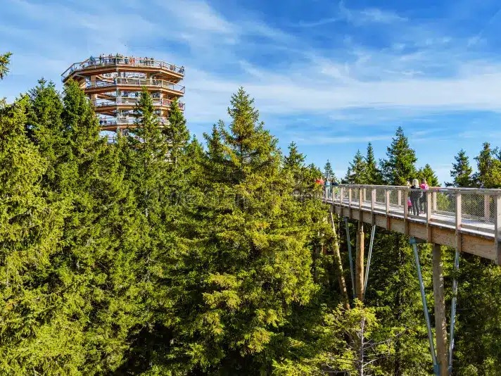 wooden lookout tower tourist attraction above treetops forest trees lookout viewpoint tourism nature outdoors rogla slovenia 201964547